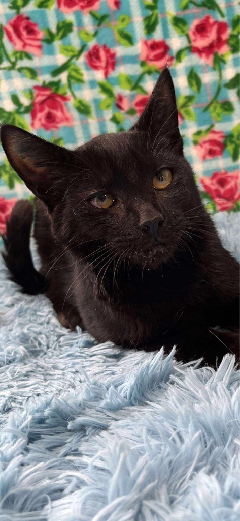 Chico, an adoptable Domestic Short Hair in Brookings, OR, 97415 | Photo Image 1