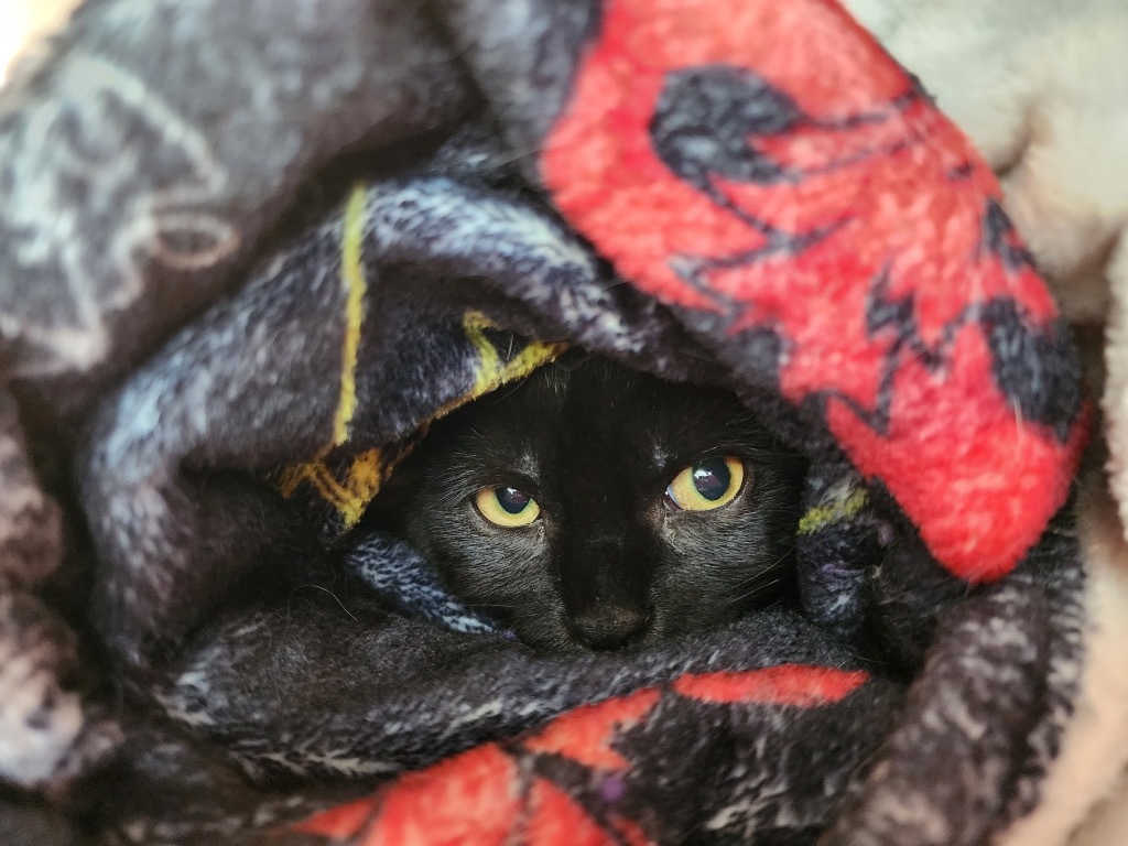 Onyx
