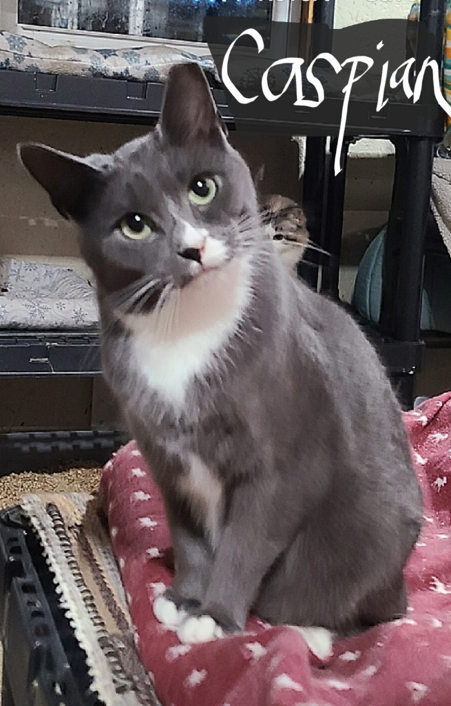 Caspian