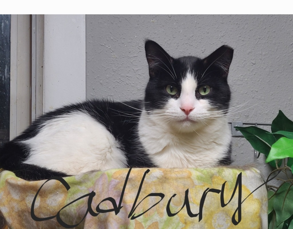Cadbury
