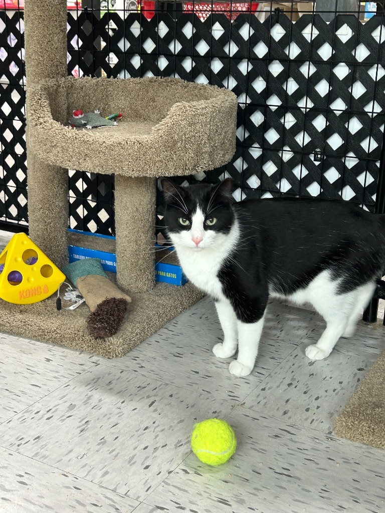 Cadbury