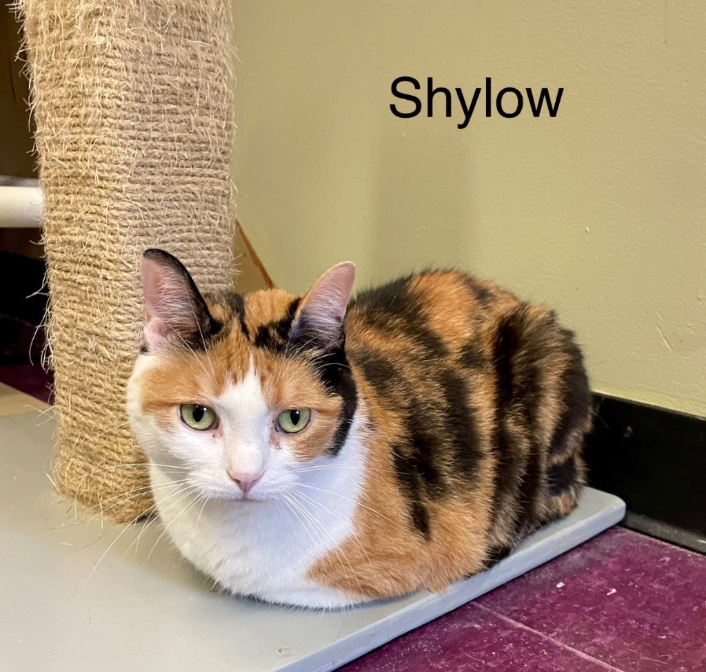 SHYLOW
