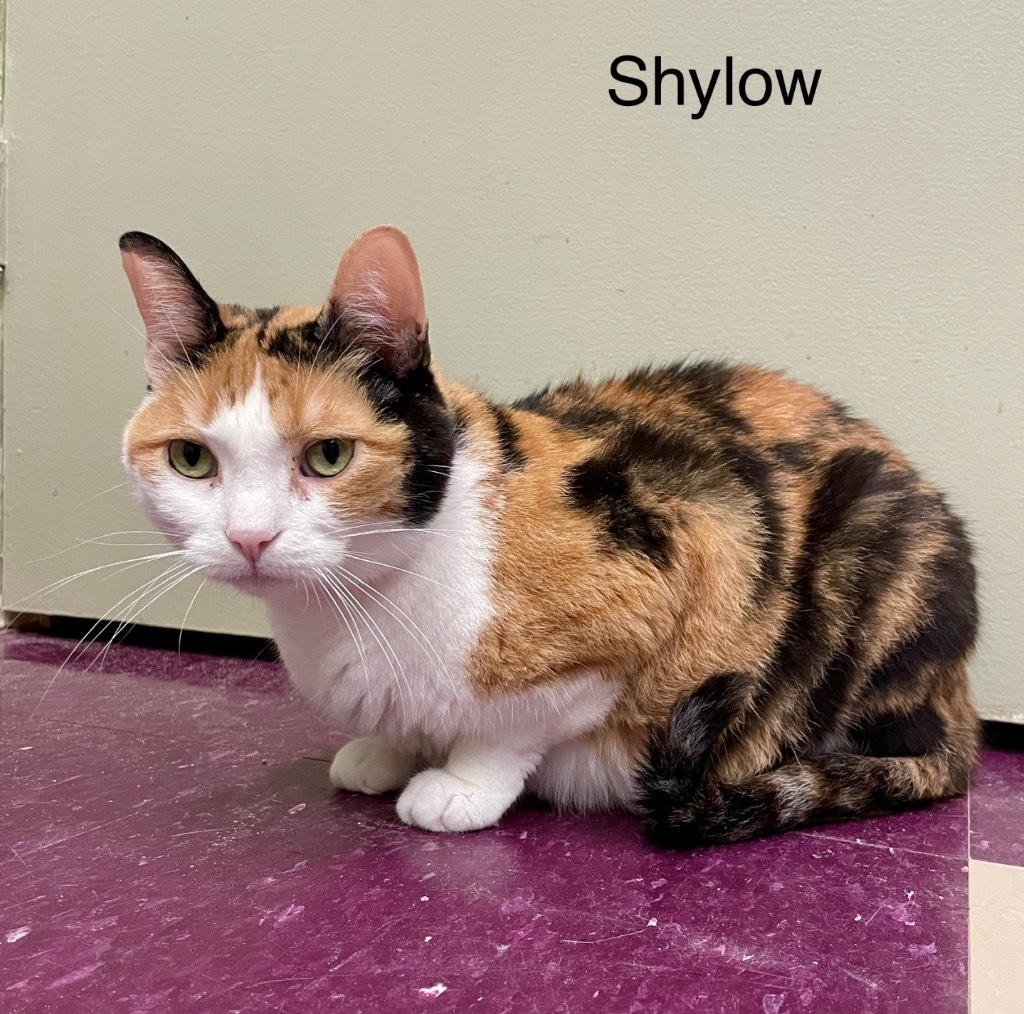 SHYLOW