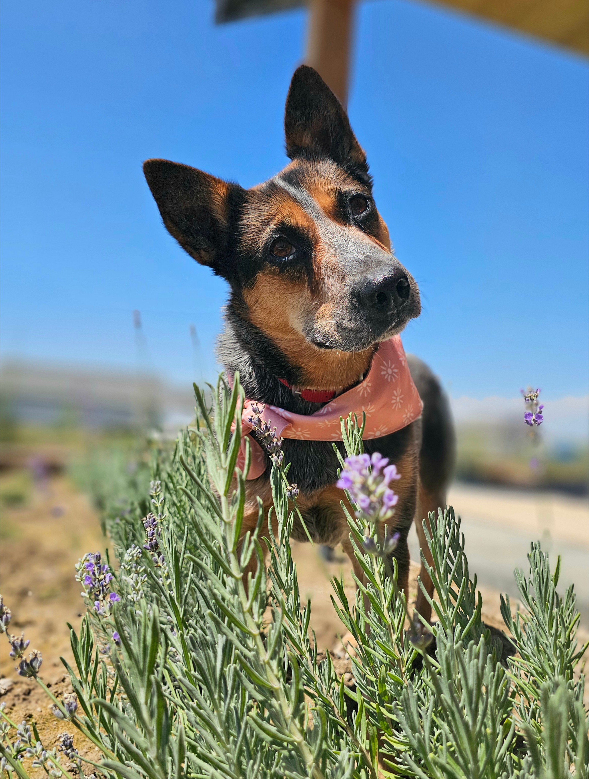 Anika, an adoptable Australian Cattle Dog / Blue Heeler in Twin Falls, ID, 83301 | Photo Image 1