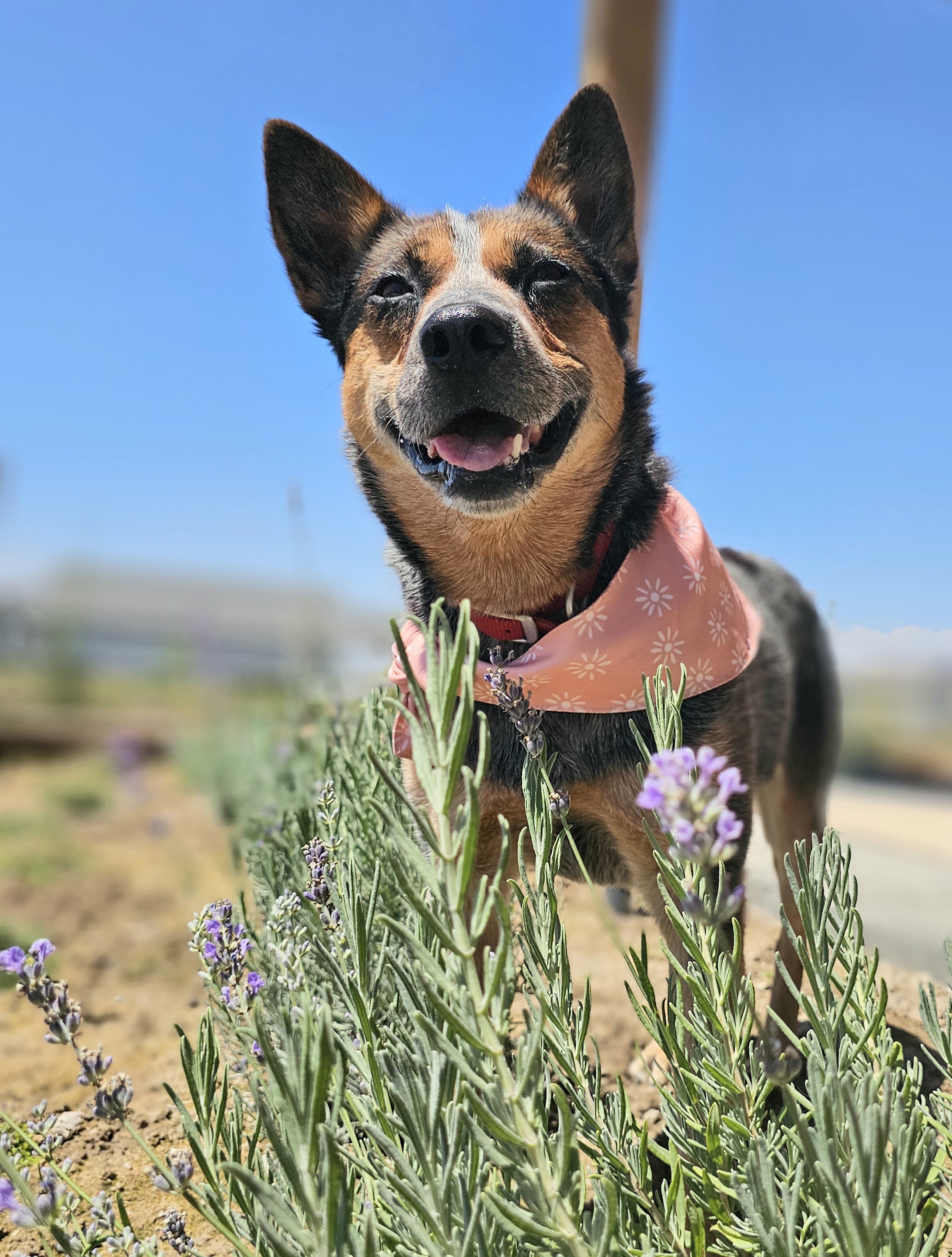 Anika, an adoptable Australian Cattle Dog / Blue Heeler in Twin Falls, ID, 83301 | Photo Image 2