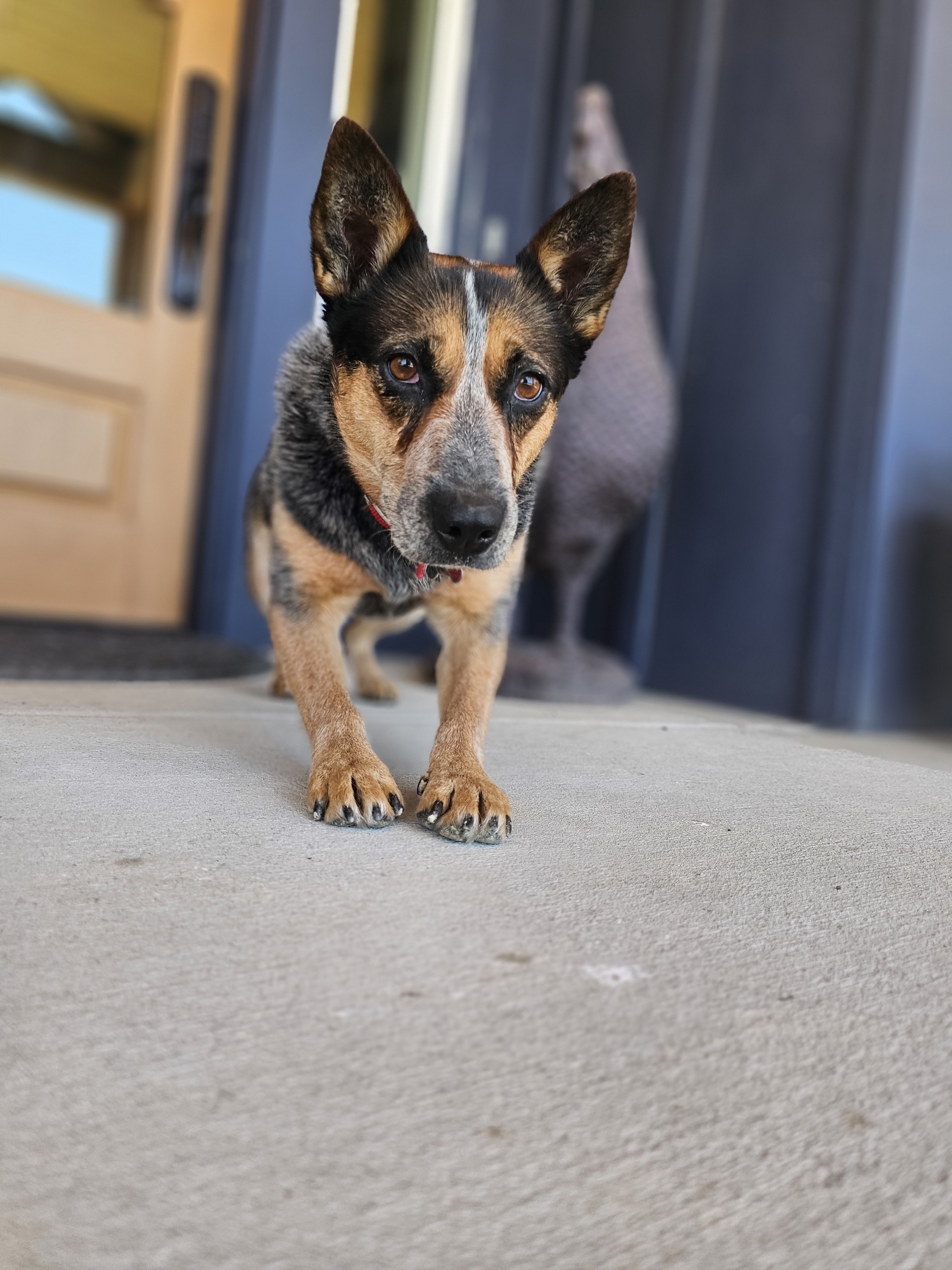 Anika, an adoptable Australian Cattle Dog / Blue Heeler in Twin Falls, ID, 83301 | Photo Image 3