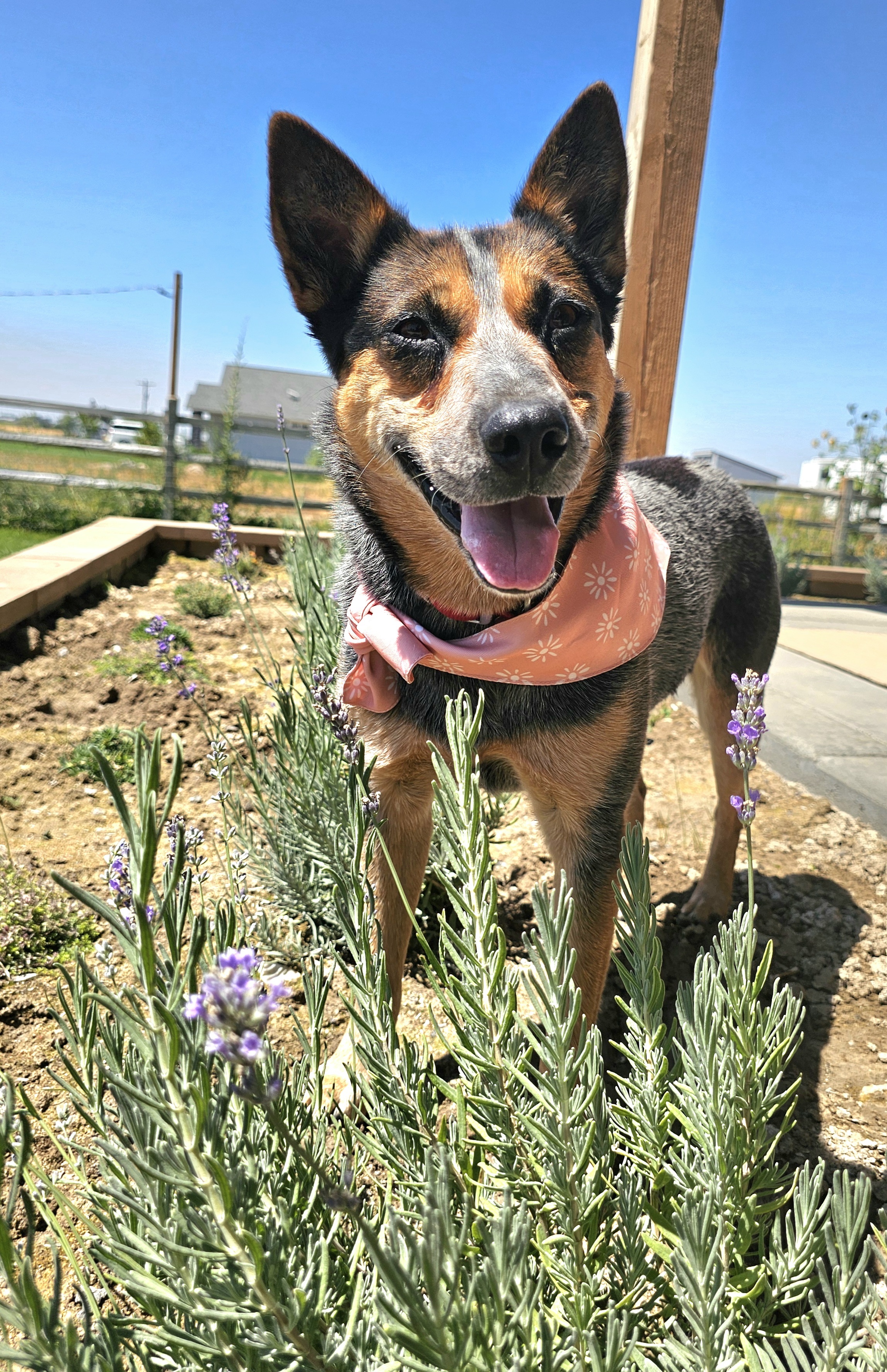 Anika, an adoptable Australian Cattle Dog / Blue Heeler in Twin Falls, ID, 83301 | Photo Image 4