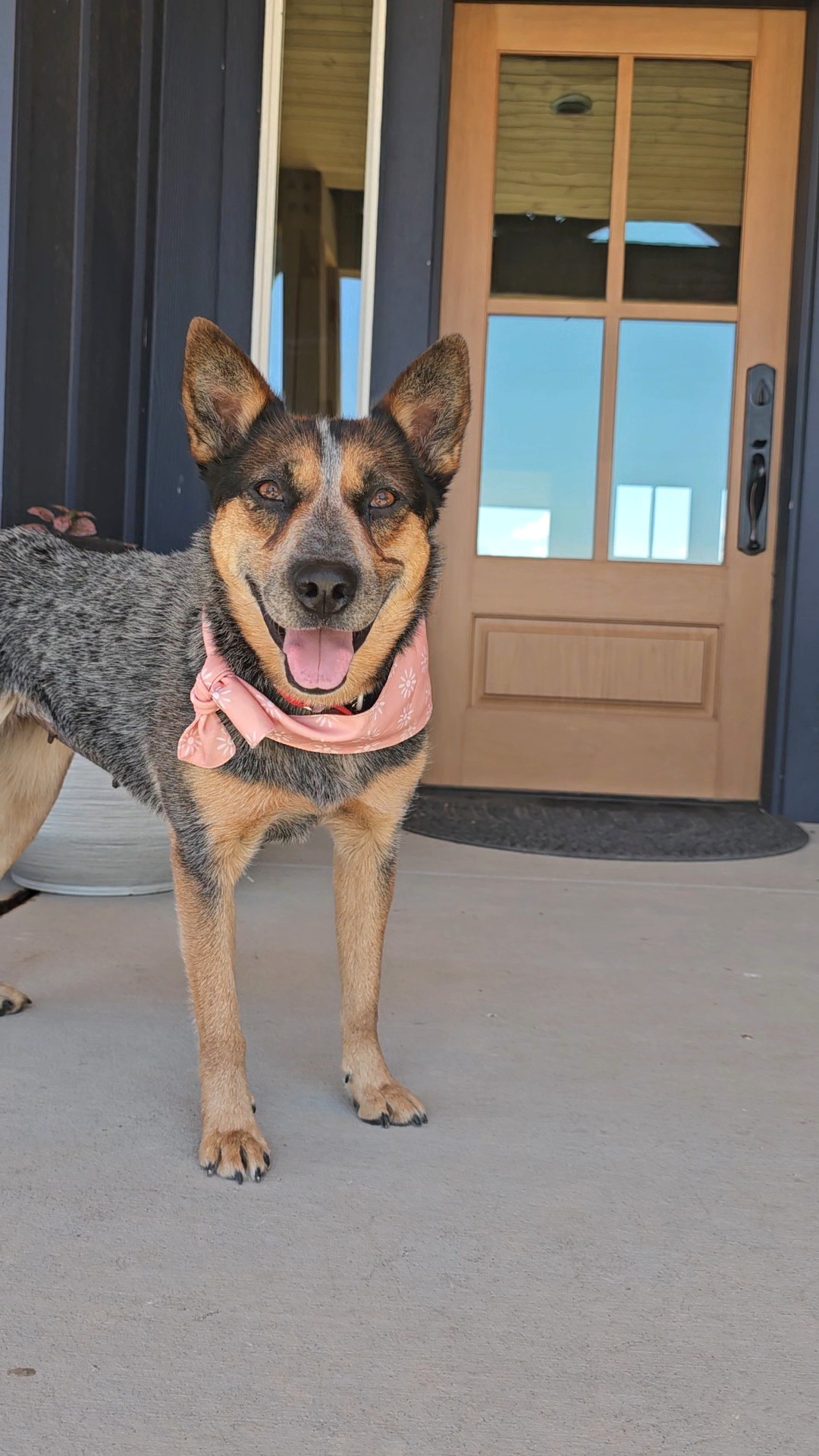 Anika, an adoptable Australian Cattle Dog / Blue Heeler in Twin Falls, ID, 83301 | Photo Image 5