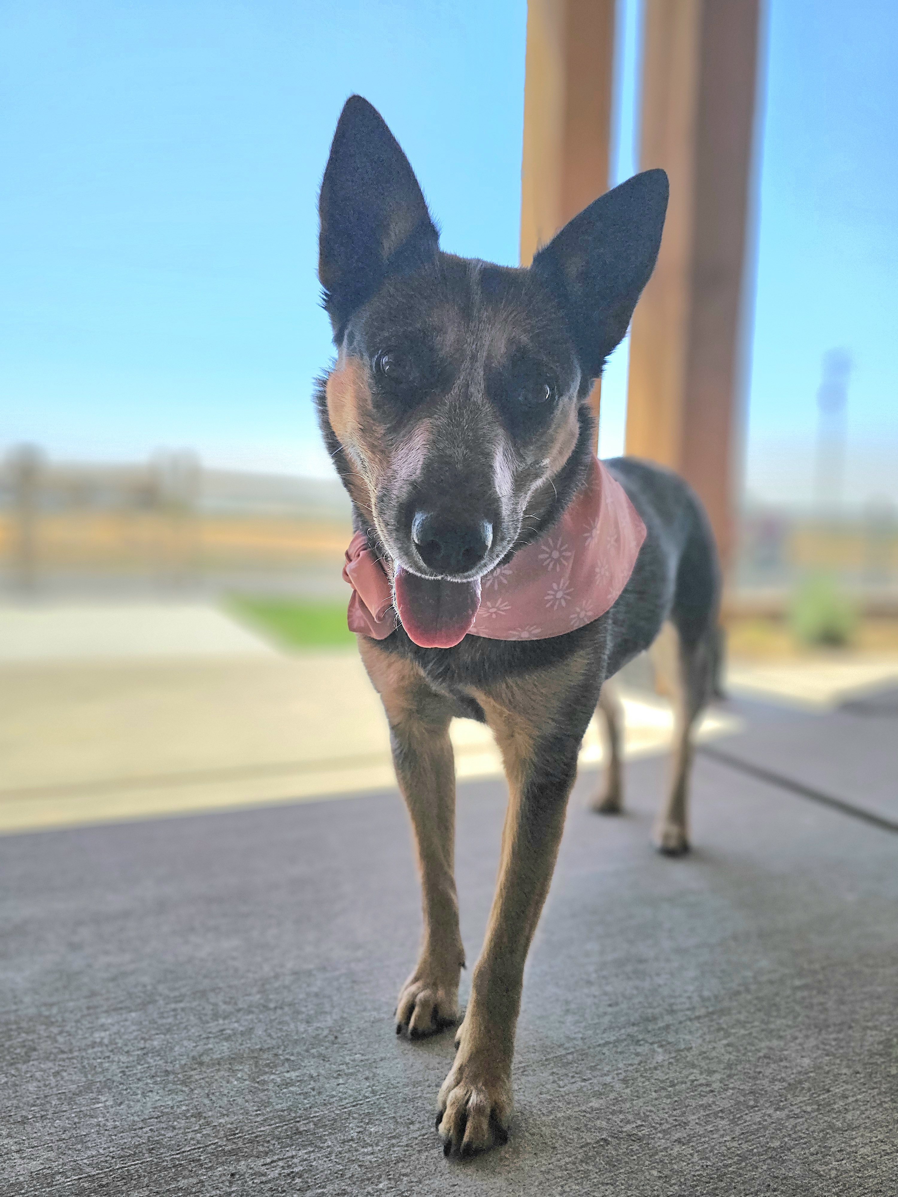 Anika, an adoptable Australian Cattle Dog / Blue Heeler in Twin Falls, ID, 83301 | Photo Image 6