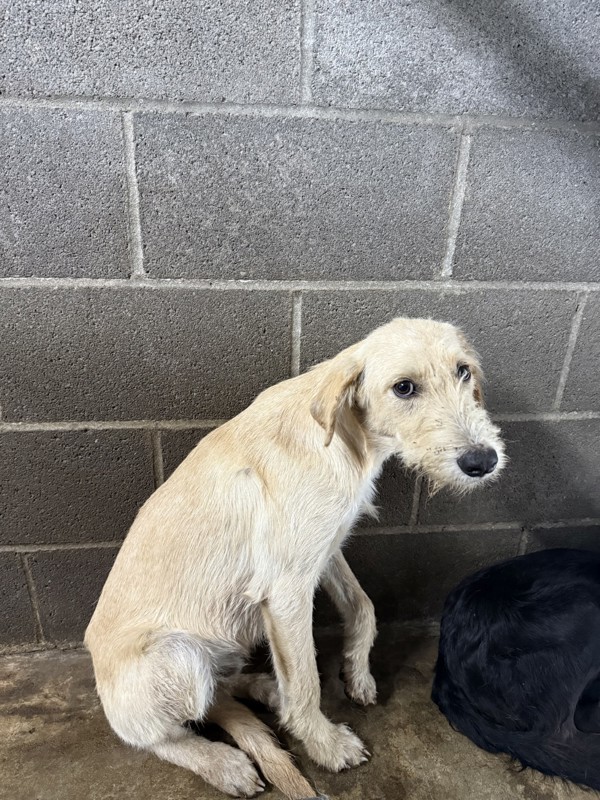 Charlie, an adoptable Labradoodle in Campbellsville, KY, 42718 | Photo Image 1