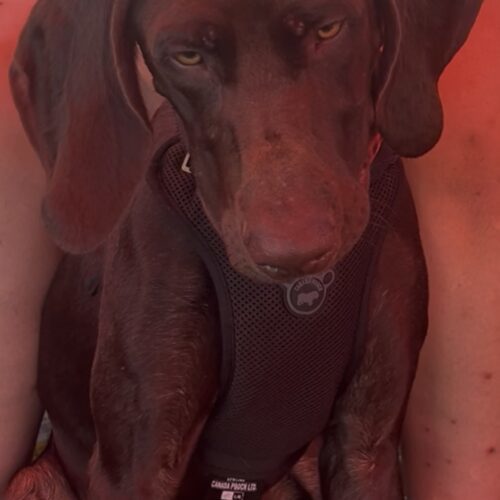 Gunner