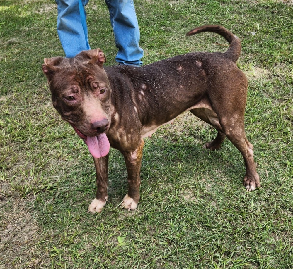 Sophie B, an adoptable Pit Bull Terrier in Halifax, NS, B3J 3A5 | Photo Image 1