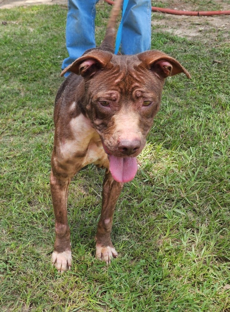 Sophie B, an adoptable Pit Bull Terrier in Halifax, NS, B3J 3A5 | Photo Image 2