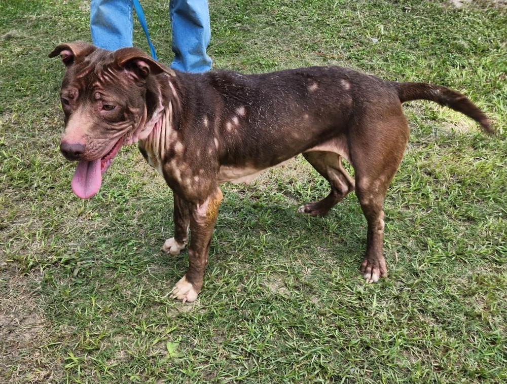 Sophie B, an adoptable Pit Bull Terrier in Halifax, NS, B3J 3A5 | Photo Image 3