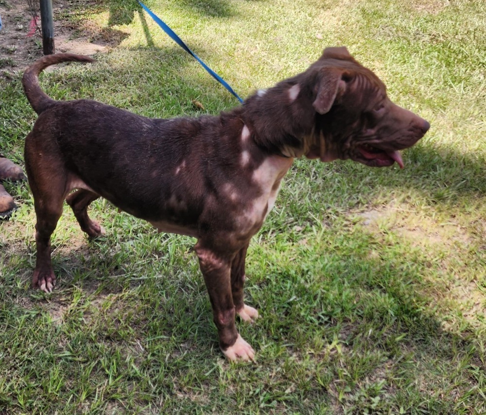 Sophie B, an adoptable Pit Bull Terrier in Halifax, NS, B3J 3A5 | Photo Image 4