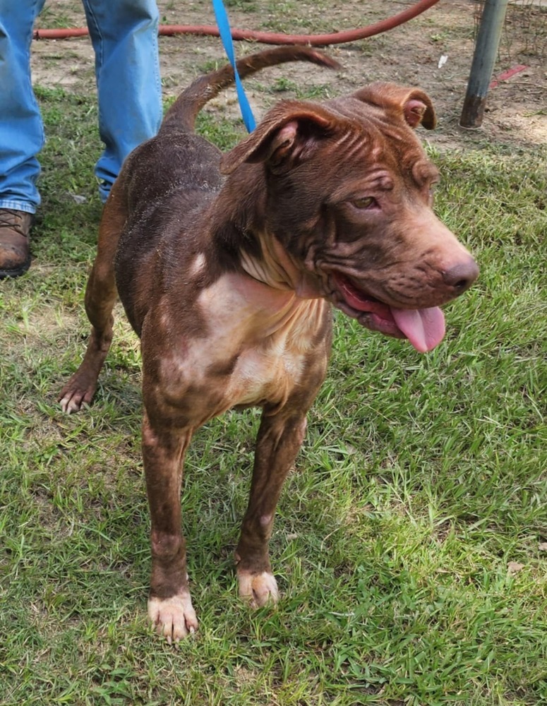Sophie B, an adoptable Pit Bull Terrier in Halifax, NS, B3J 3A5 | Photo Image 5