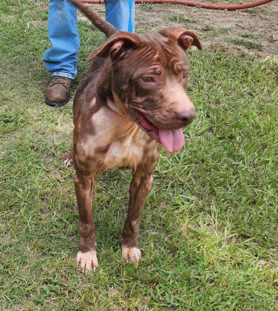 Sophie B, an adoptable Pit Bull Terrier in Halifax, NS, B3J 3A5 | Photo Image 6