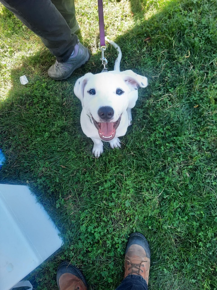 Krypto