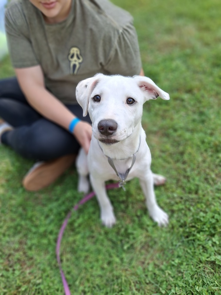 Krypto