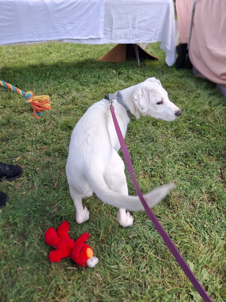 Krypto