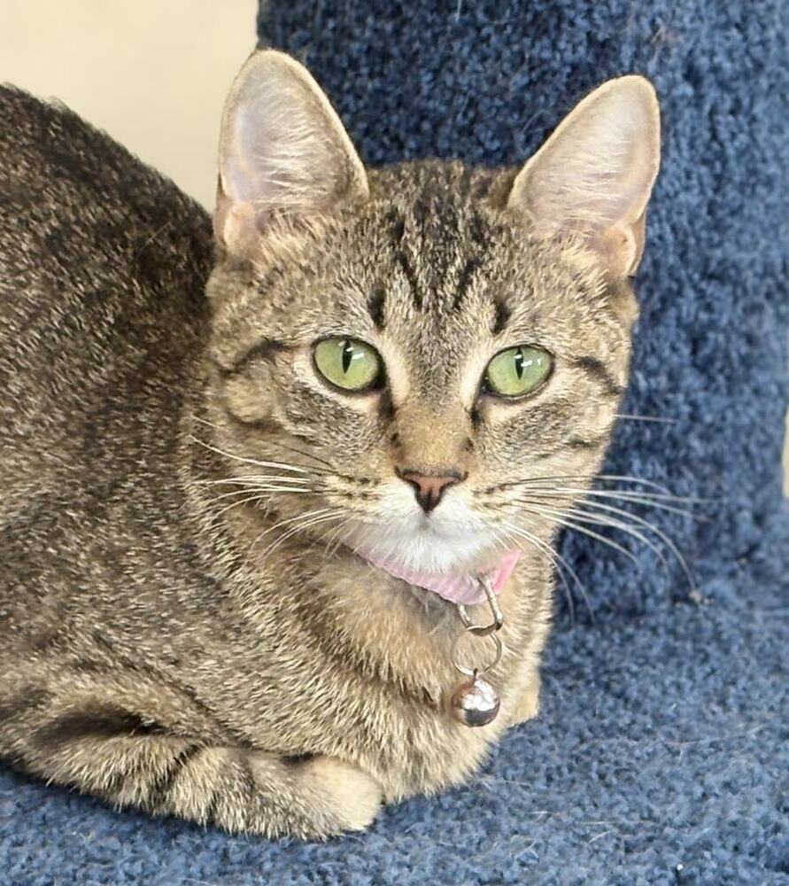Peas ~Adoption Center Cat~