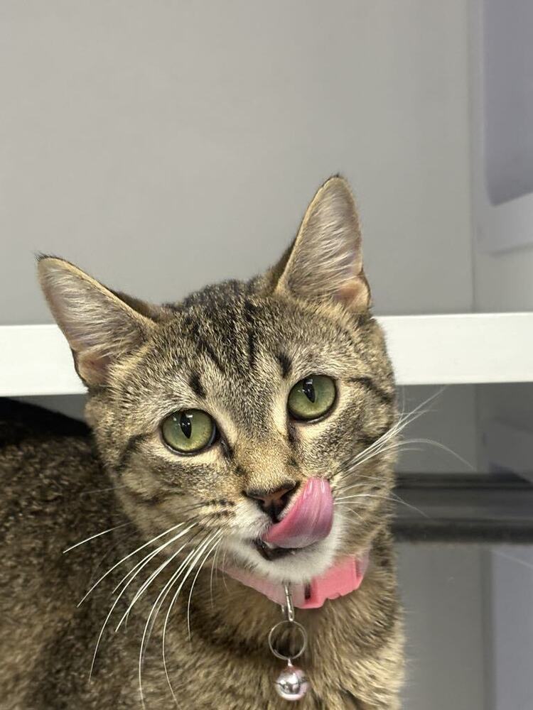 Peas ~Adoption Center Cat~