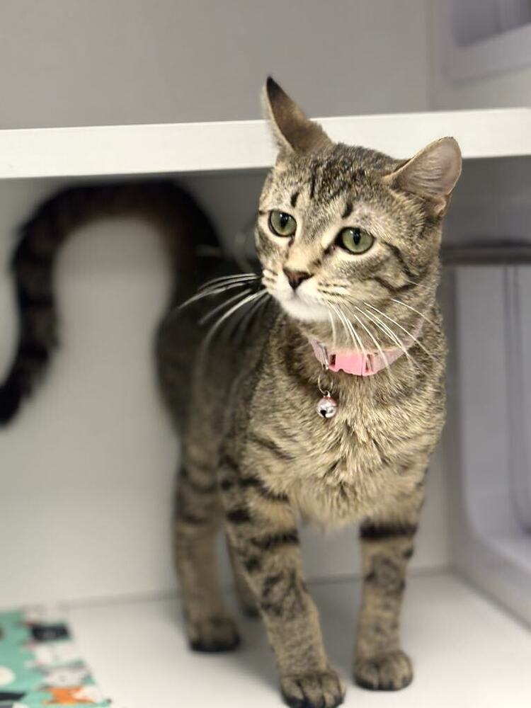 Peas ~Adoption Center Cat~