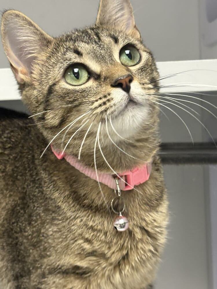Peas ~Adoption Center Cat~