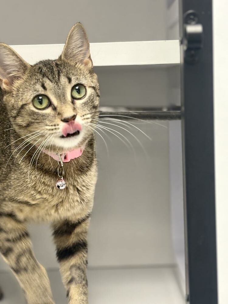 Peas ~Adoption Center Cat~