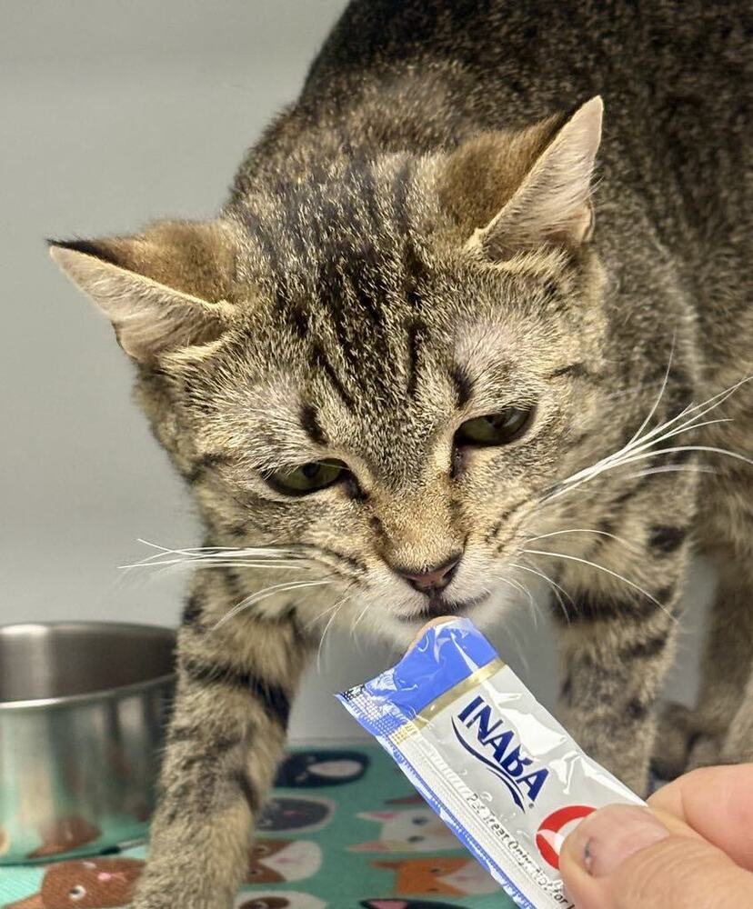 Peas ~Adoption Center Cat~
