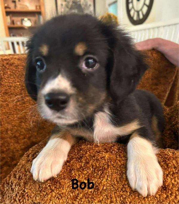 Bob