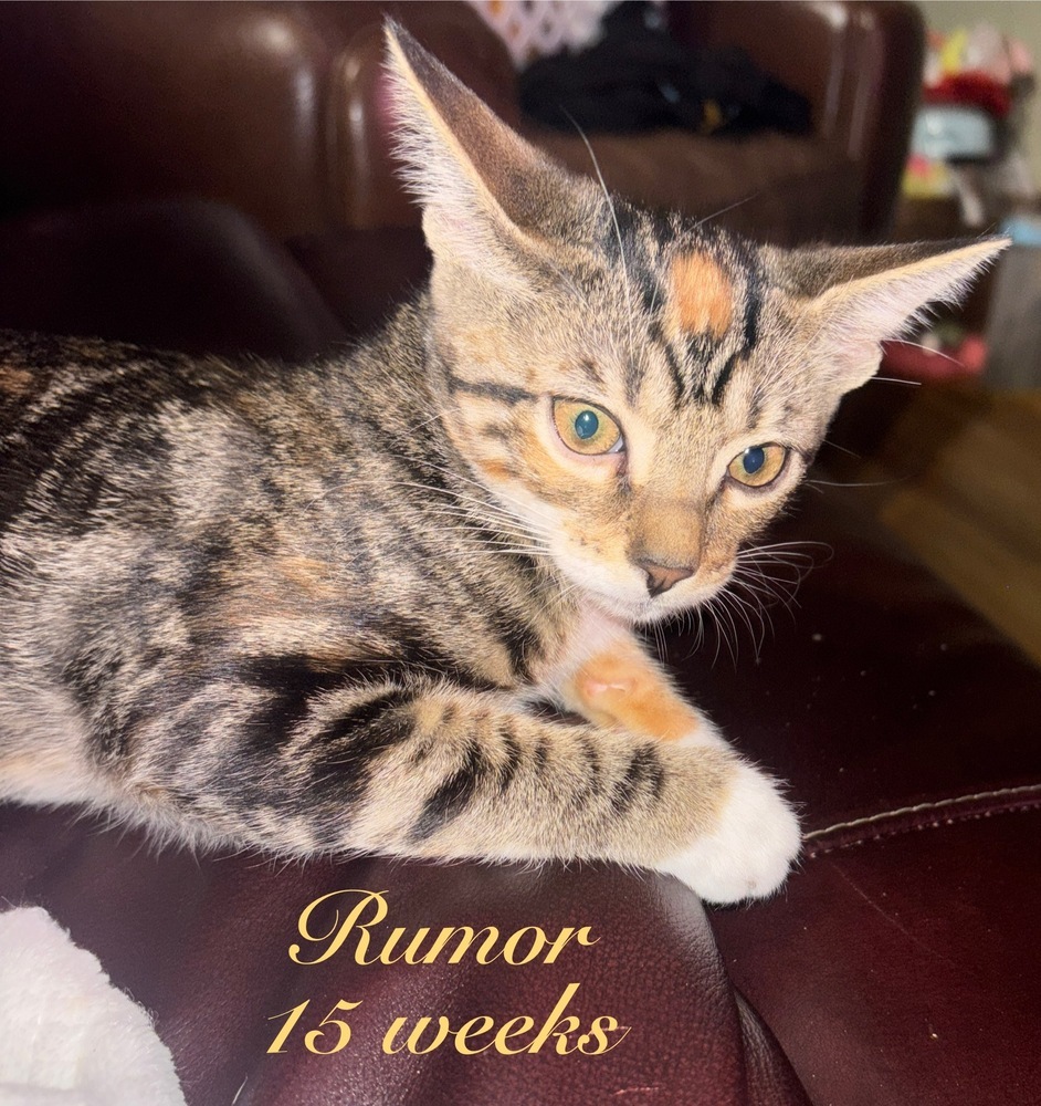 Rumor (bonded with Love)