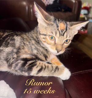 Rumor (bonded with Love), Baby Female unknown