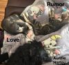 Rumor (bonded with Love) photo 6