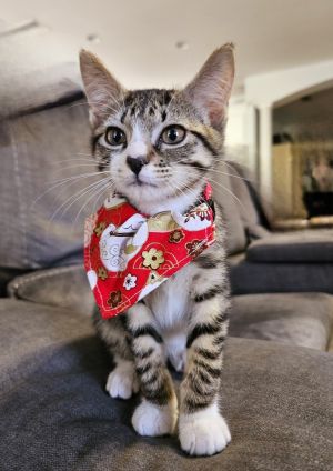Margot (Bonded with Eve), Baby Female unknown