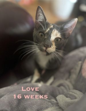 Love, Baby Female unknown