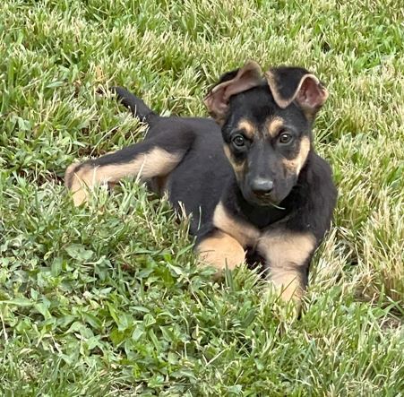 Female Black Tan Puppy