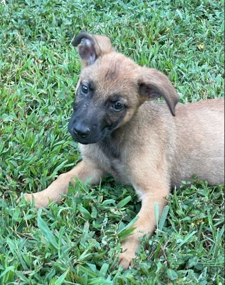 Brown with Black Male GSD Pup