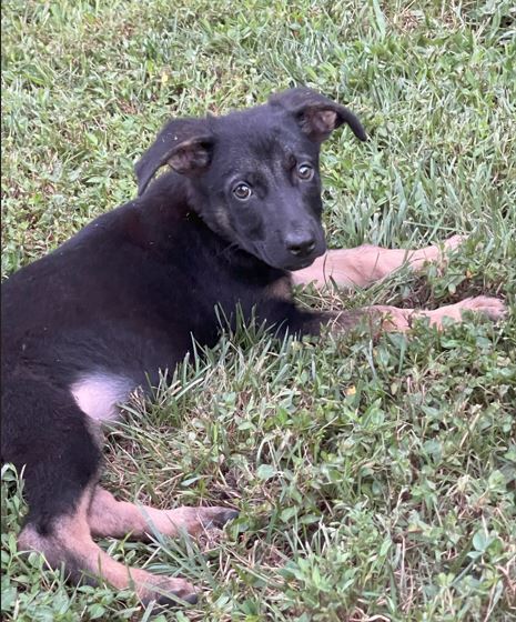 Black Male GSD