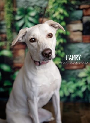 Camry, Young Female unknown