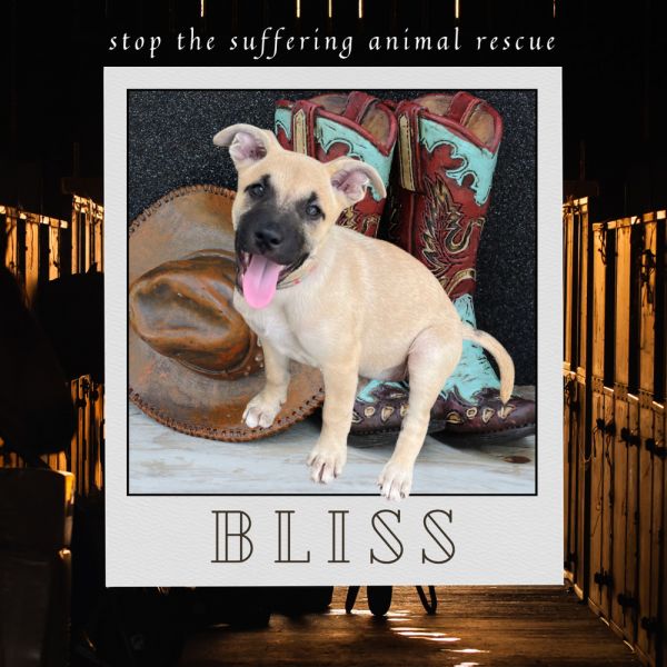 Bliss thumbnail 2