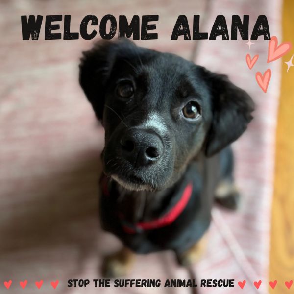 Alana thumbnail 4