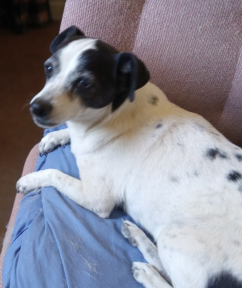 Roscoe, an adoptable Terrier in Challis, ID, 83226 | Photo Image 1