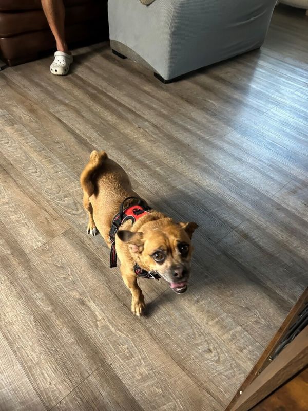 Brownie
