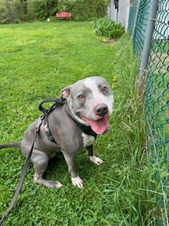 Bella, Adult Female unknown
