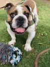 Bubba photo 2