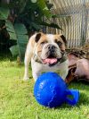 Bubba photo 3