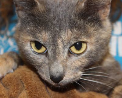 Rosie