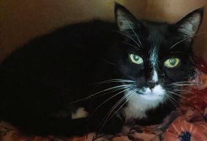 Pazza, Senior Female unknown