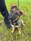 Sabre photo 1